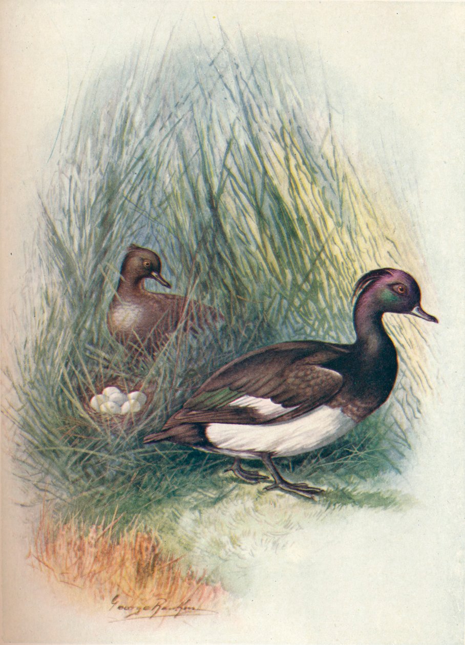 Tufted Duck - Fuligula cristata, c1910, 1910 af George James Rankin