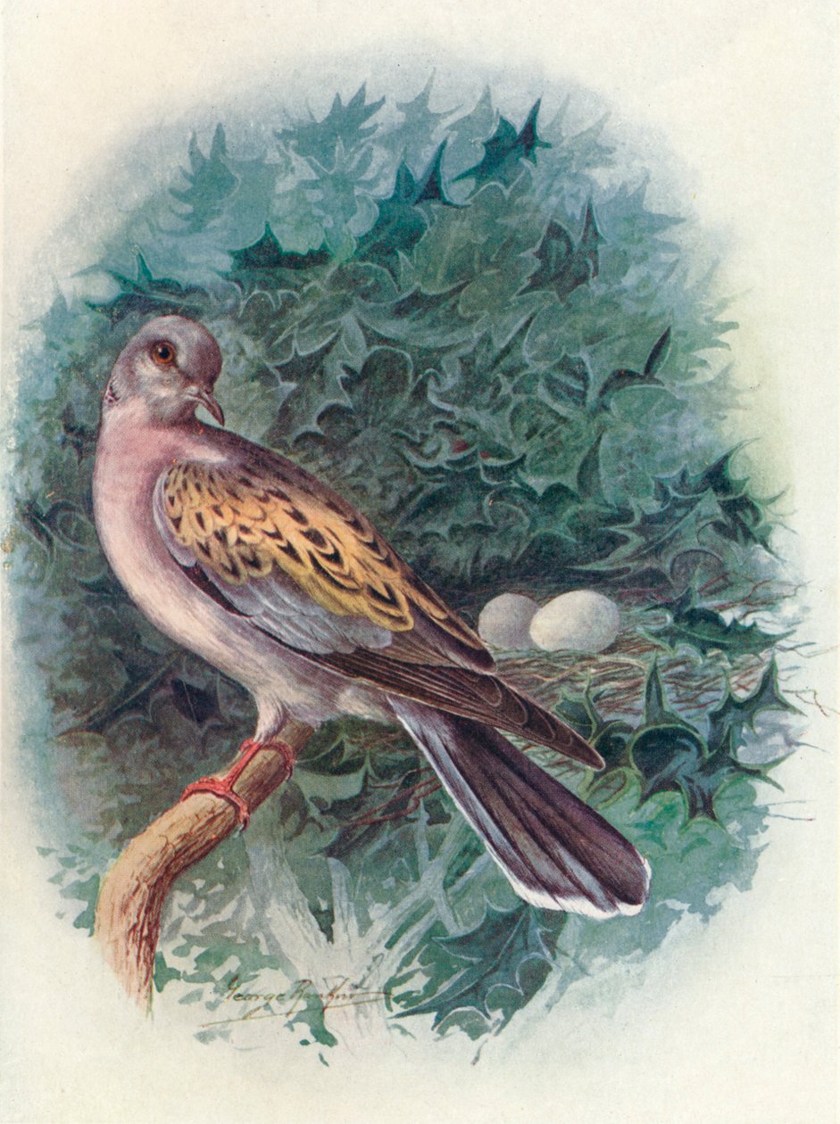 Turtle-Due - Turtle communis, c1910, 1910 af George James Rankin