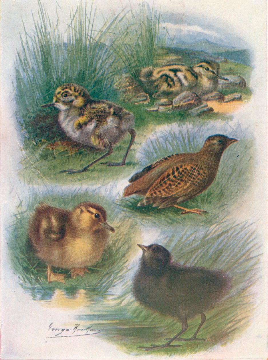 Types of Nidifugous Nestlings, c1910, 1910 af George James Rankin