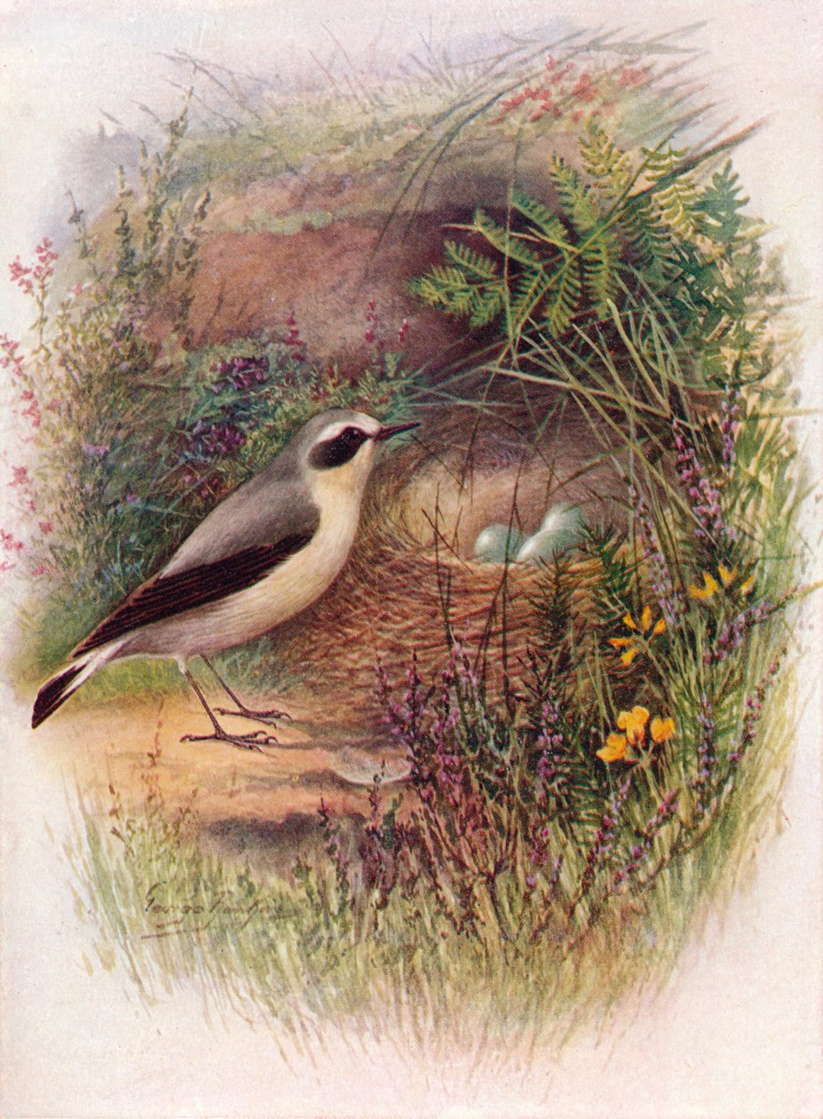 Hvedear - Saxicola oenanthe, c1910, 1910 af George James Rankin