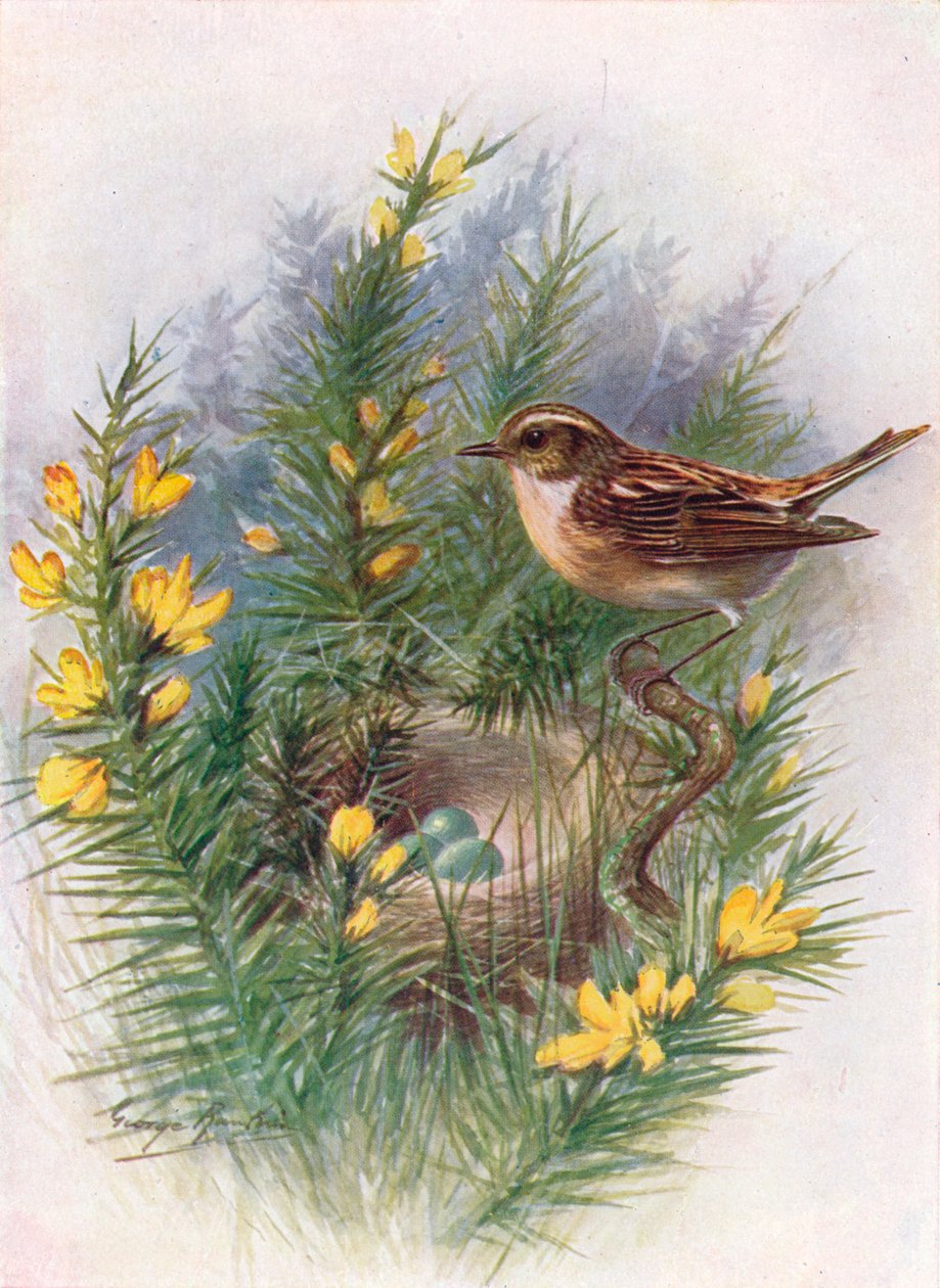 Whinchat - Pratincola rubetra, c1910, 1910 af George James Rankin