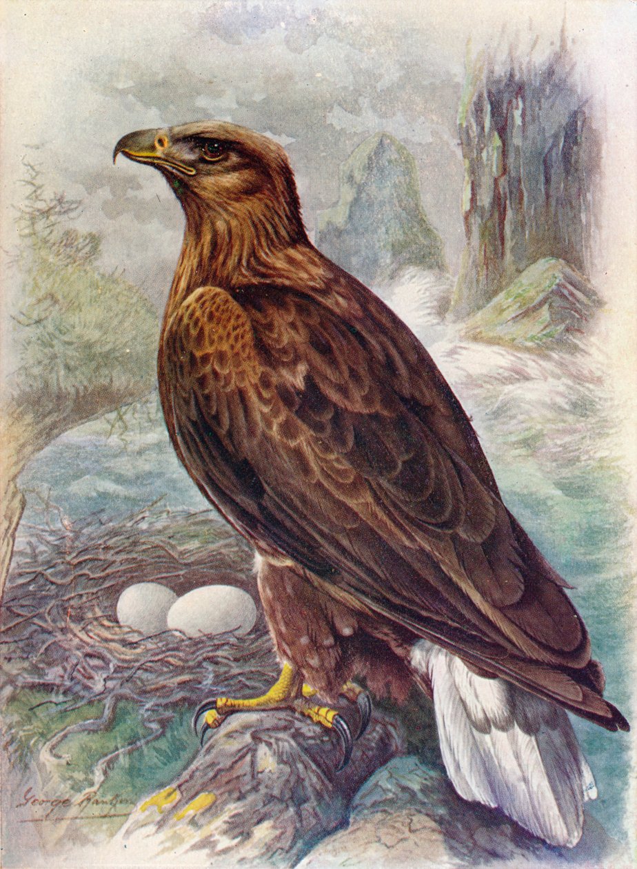 Havørn eller havørn - Haliaetus albicilla, c1910, 1910 af George James Rankin
