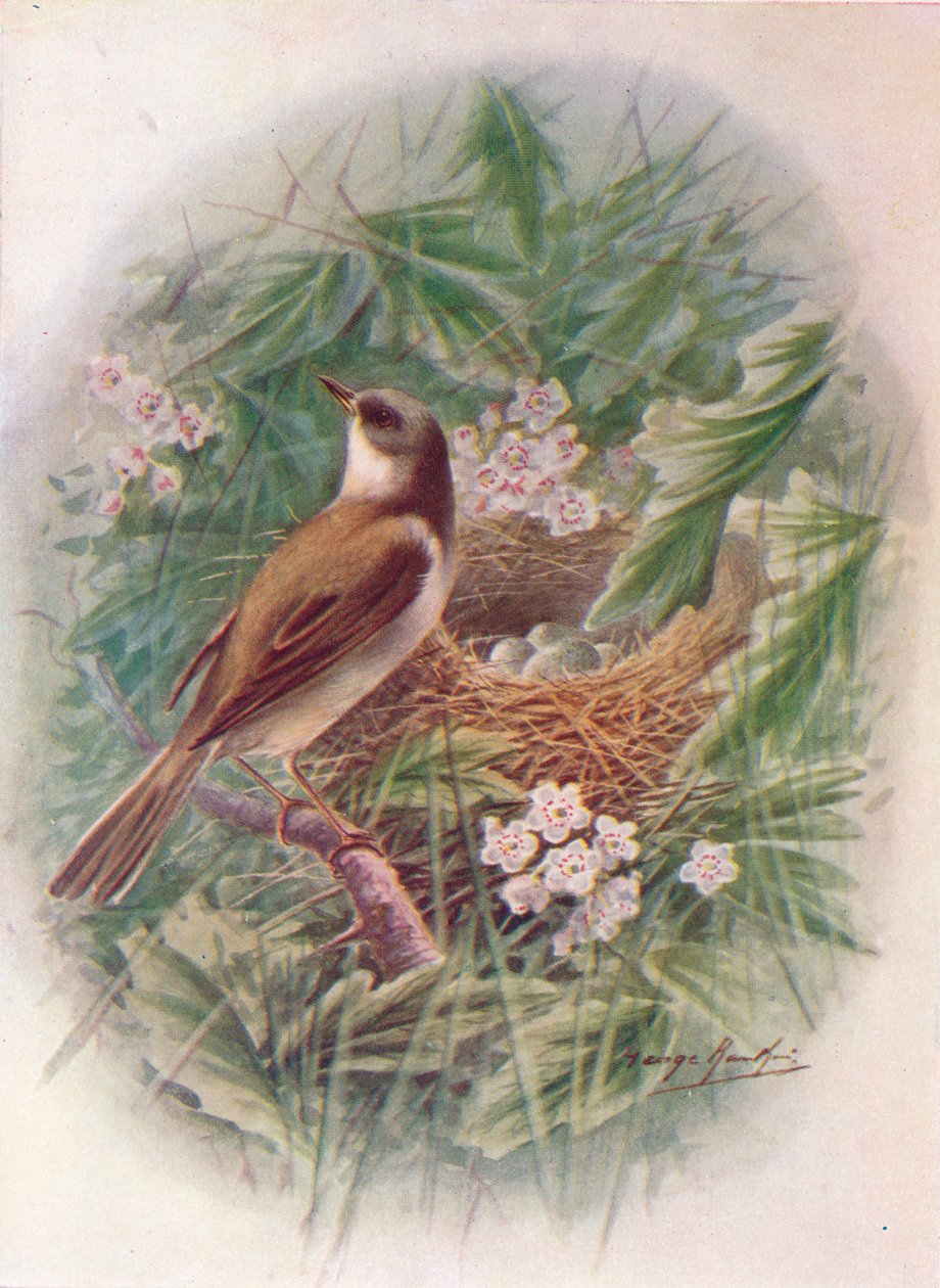Whitethroat - Sylvia cinerea, c1910, 1910 af George James Rankin