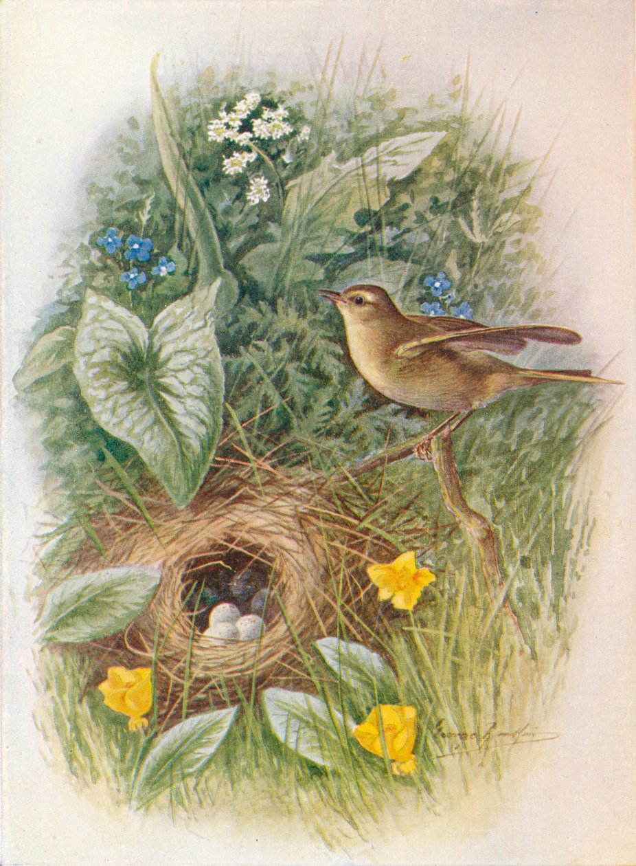 Pil-Wren - Phylloscopus trochilus, c1910, 1910 af George James Rankin