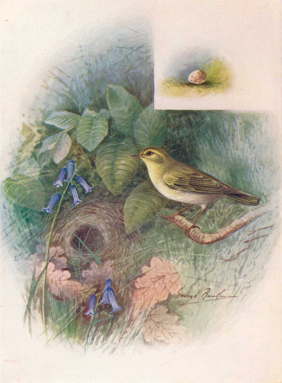 Wood-Wren - Phylloscopus sibilatrix, c1910, 1910 af George James Rankin