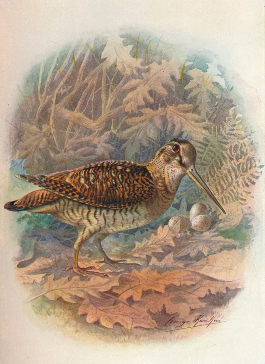Skovsneppe - Scolopax rusticula, c1910, 1910 af George James Rankin