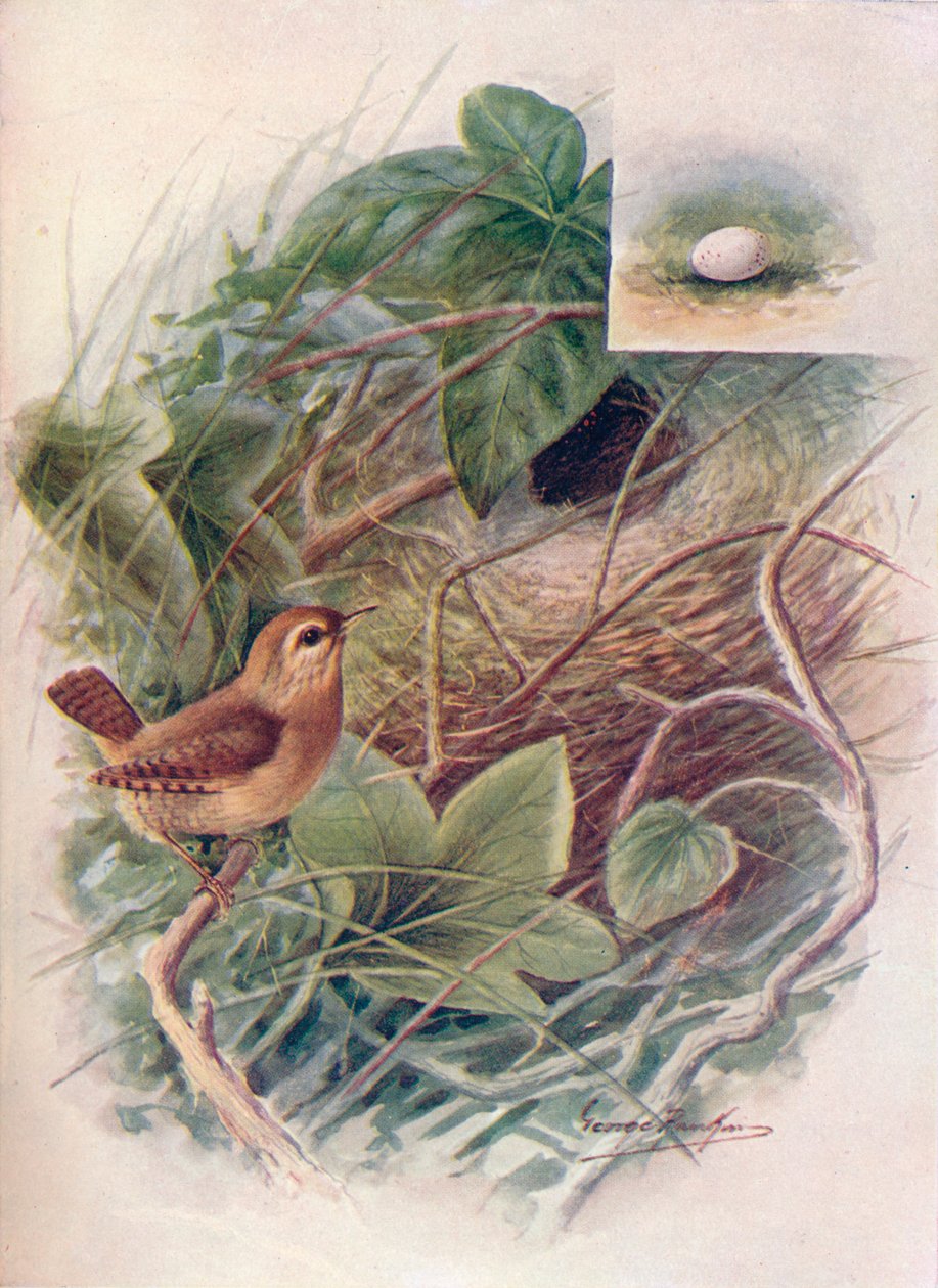 Wren - Troglodytes parvulus, c1910, 1910 af George James Rankin