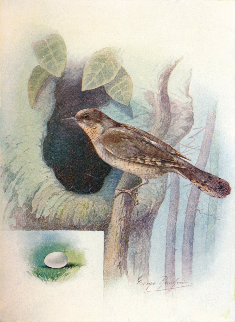 Wryneck - Iynx torquilla, c1910, 1910 af George James Rankin