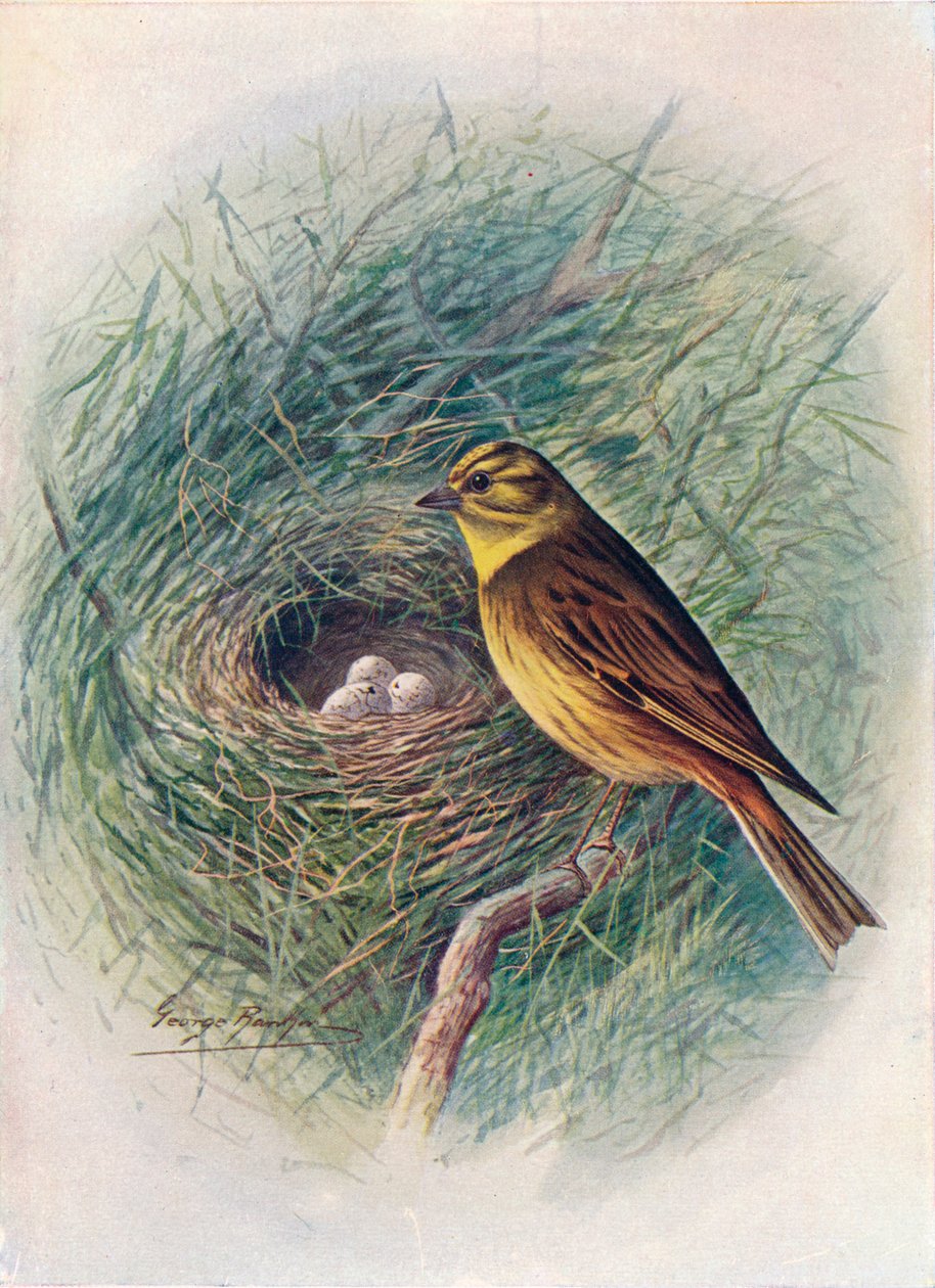 Gul-hammer eller gul-bunting - Emberiza citrinella, c1910, 1910 af George James Rankin