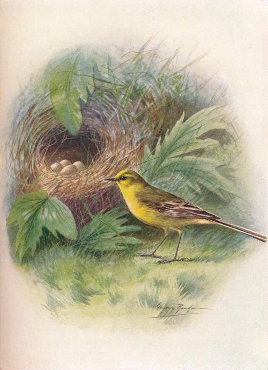 Gul vipstjert - Motacilla raii, c1910, 1910 af George James Rankin