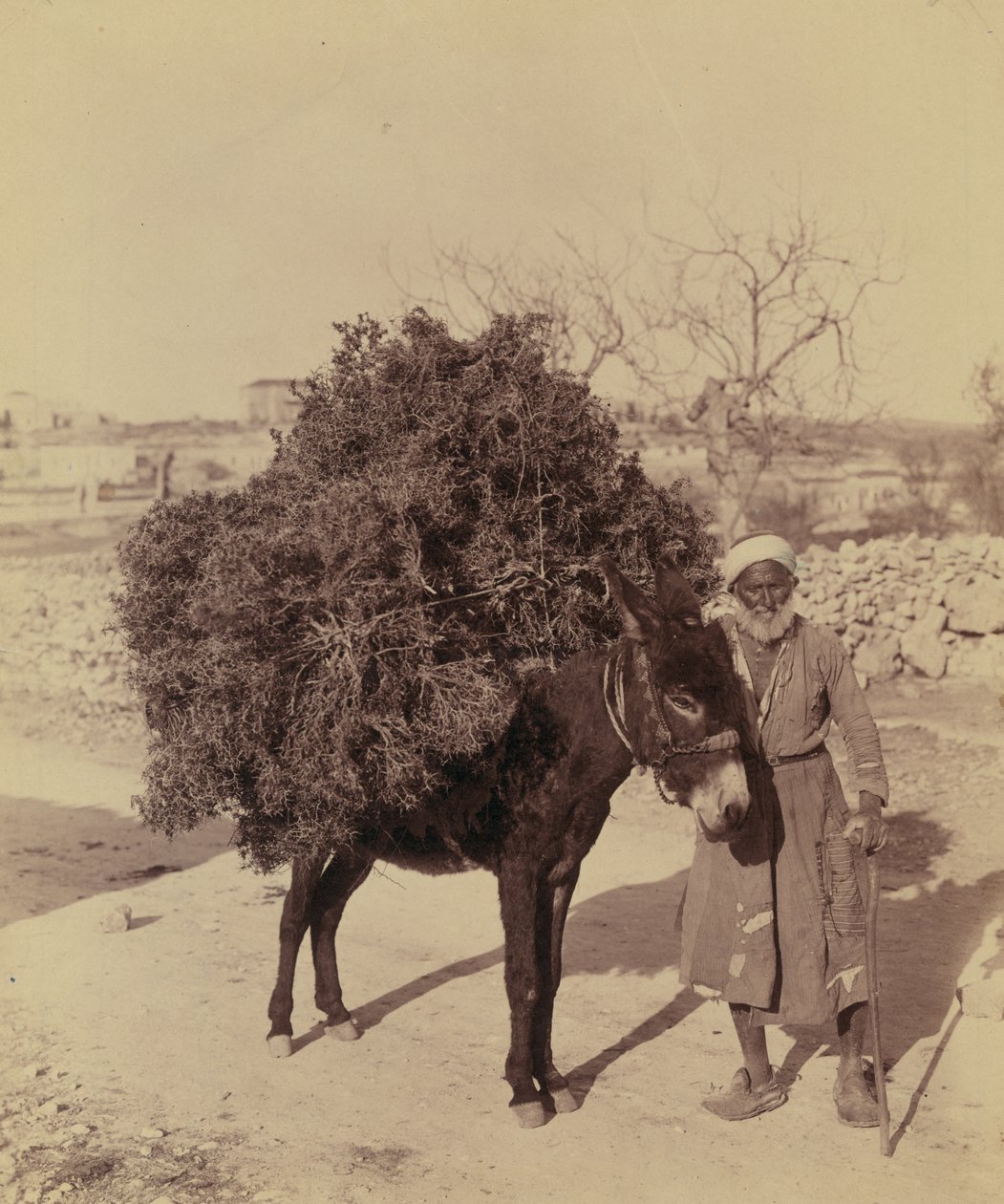 Æsel med last af rødder og kviste til brændstof, Palæstina, ca. 1900 (foto)) af Bartolome Esteban and studio Murillo