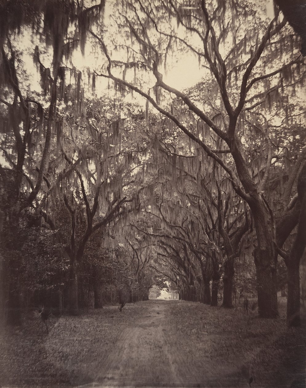 Bonaventure Cemetery, Four Miles from Savannah, 1866. af George N. Barnard