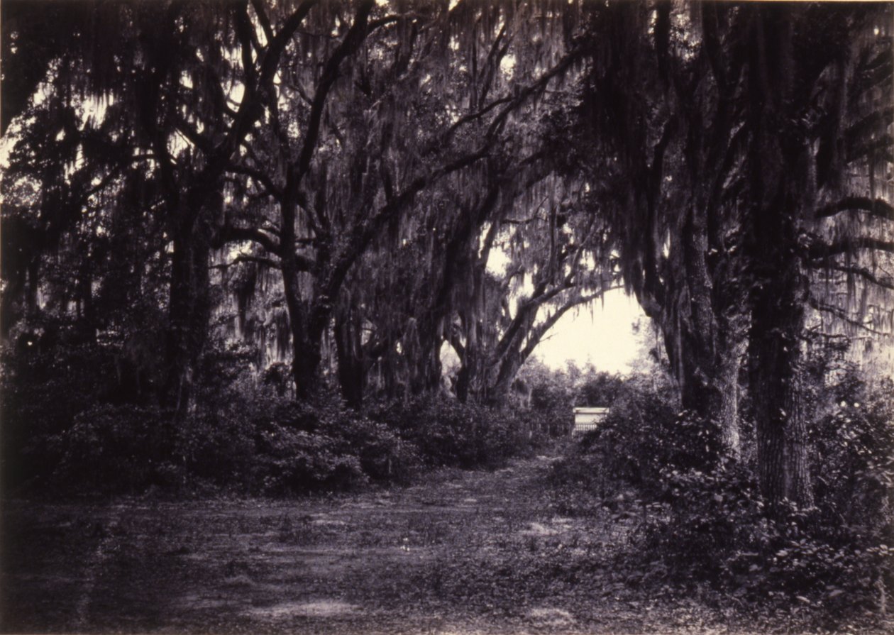 Bonaventure, Savannah, Georgia af George N. Barnard