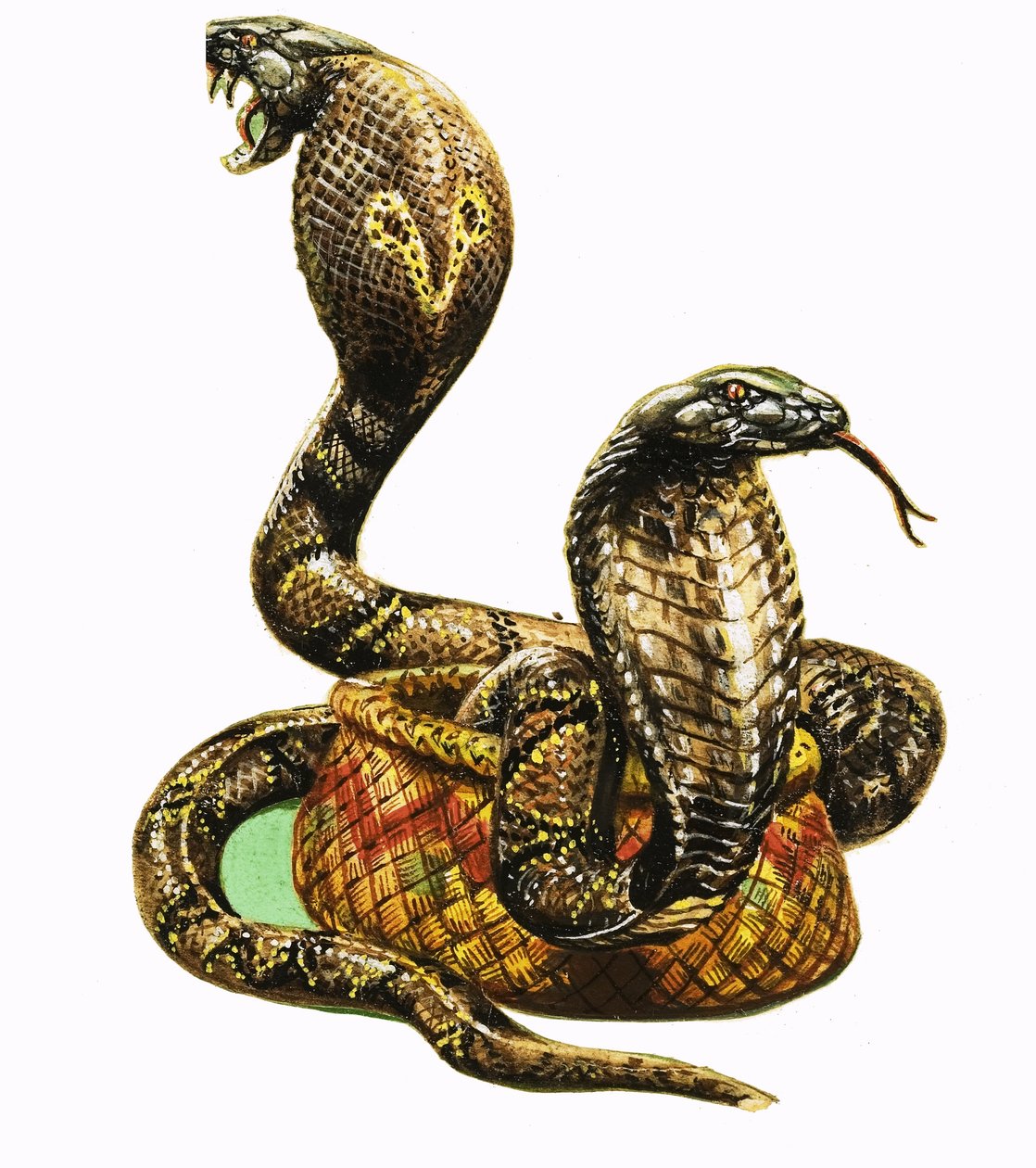 King Cobras af George R. Radcliffe