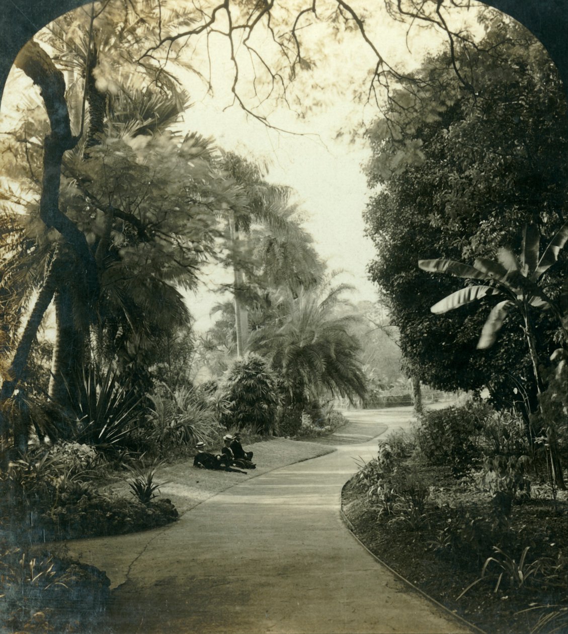 Pathway i Queens Park, Brisbane, Australien, c1909. af George Rose