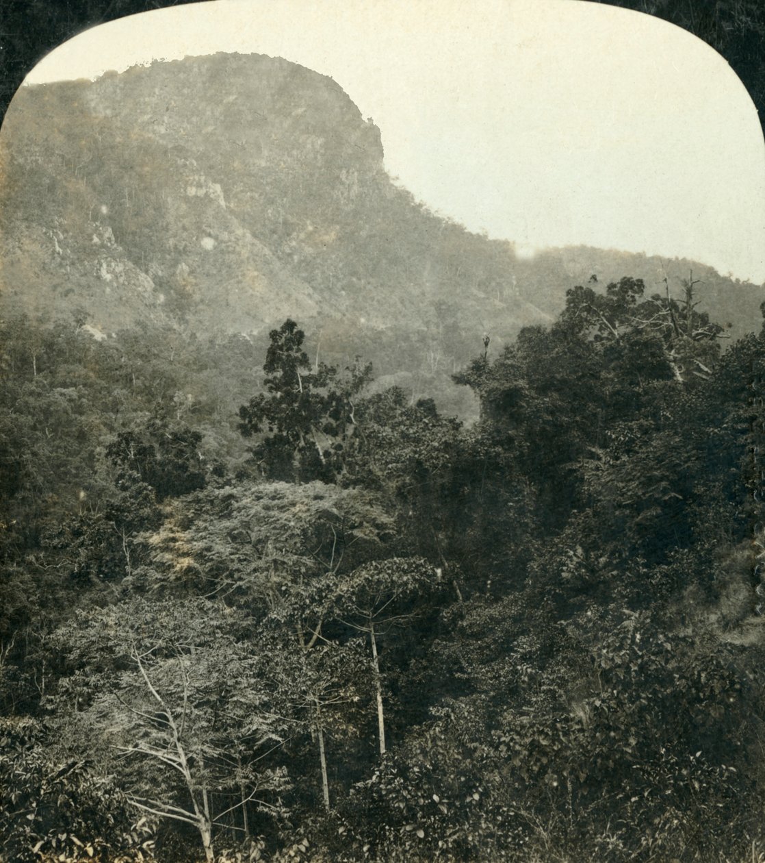 Tropisk vegetation i Barron River Gorge,...Cairns, Queensland, Australien, c1909. af George Rose