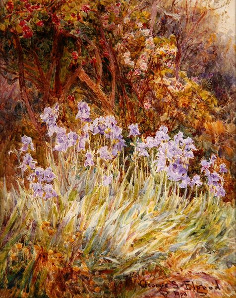 Pale Blue Iris, Firenze af George Samuel Elgood