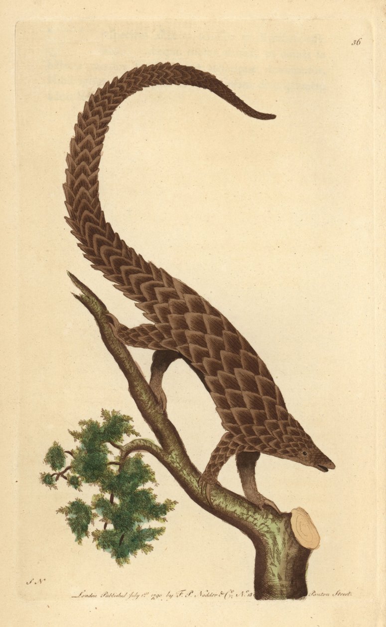 Firetået manis, langhalet pangolin eller sortbuget pangolin, fra 