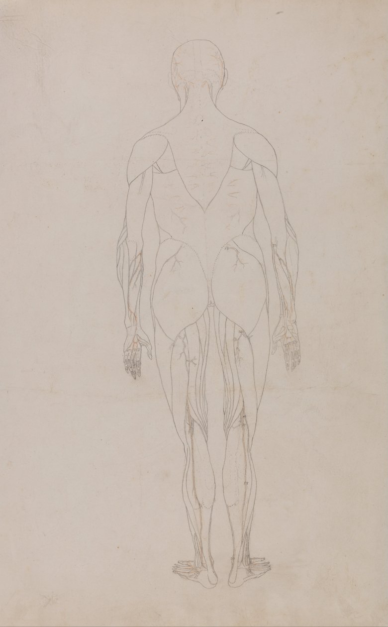 En sammenlignende anatomisk udstilling af menneskekroppens struktur med en tiger og en almindelig høne: Menneskefigur, set bagfra (yderligere studie til tabel XII) af George Stubbs
