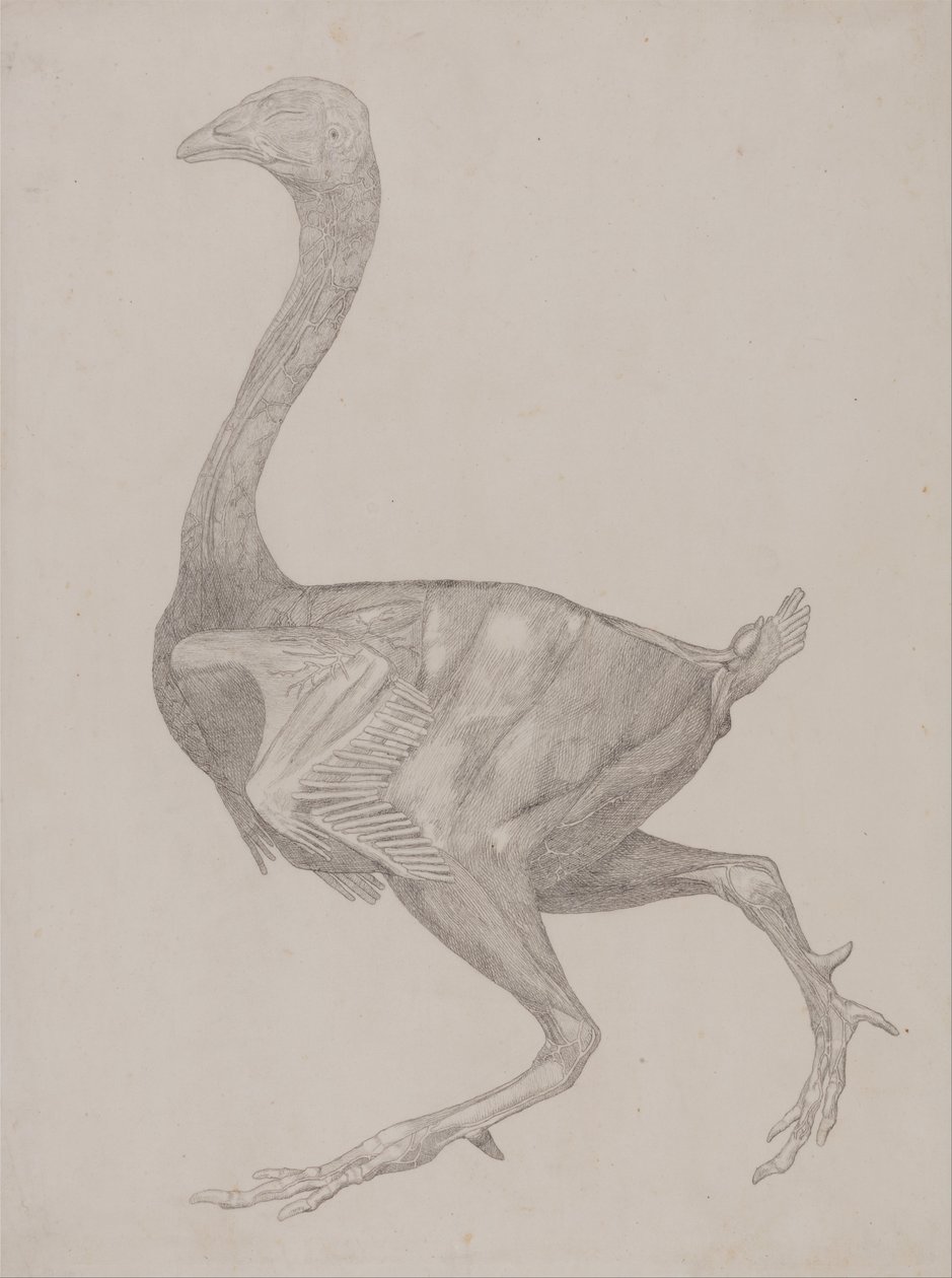 En sammenlignende anatomisk udstilling af menneskekroppens struktur med en tiger og en almindelig høne: Hønsekrop, set fra siden (sandsynligvis forberedt til overførsel til pladen til gravering af tabel XV) af George Stubbs
