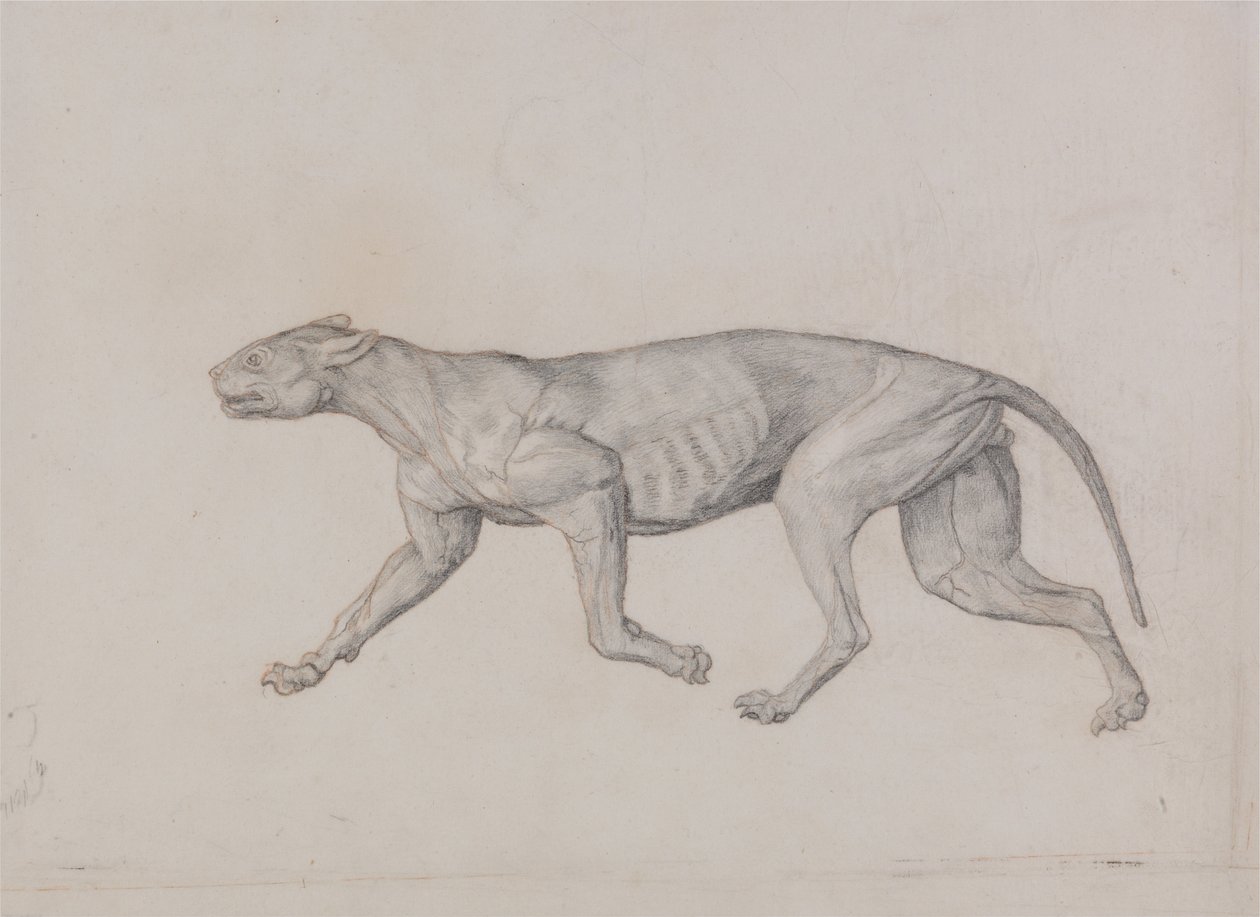 En sammenlignende anatomisk fremstilling af menneskekroppens struktur med tigerens og den almindelige hønsefugls:  Leopardkrop, set fra siden af George Stubbs
