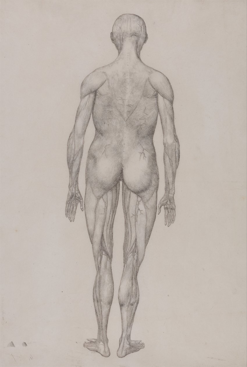 En sammenlignende anatomisk fremstilling af menneskekroppens struktur med en tiger og en almindelig høne: Menneskefigur, set bagfra (næsten identisk med den færdige tegning til tabel XII) af George Stubbs