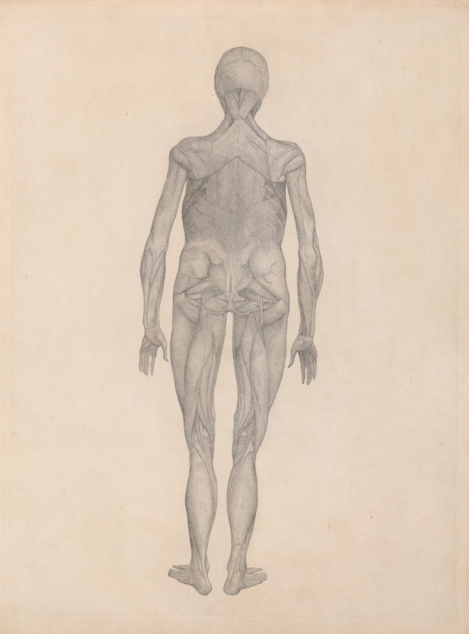 En sammenlignende anatomisk udstilling af menneskekroppens struktur med en tiger og en almindelig høne:  Menneskefigur, set bagfra (færdigt studie til en upubliceret planche) af George Stubbs