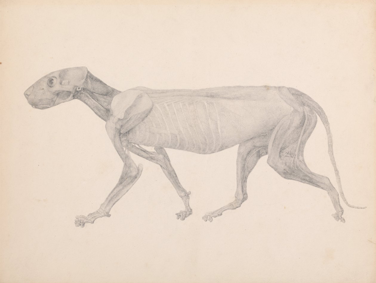 En sammenlignende anatomisk fremstilling af menneskekroppens struktur med en tiger og en almindelig høne:  Tigerkrop, set fra siden (færdig tegning til upubliceret tabel; viser tredje fase i dissektionen) af George Stubbs