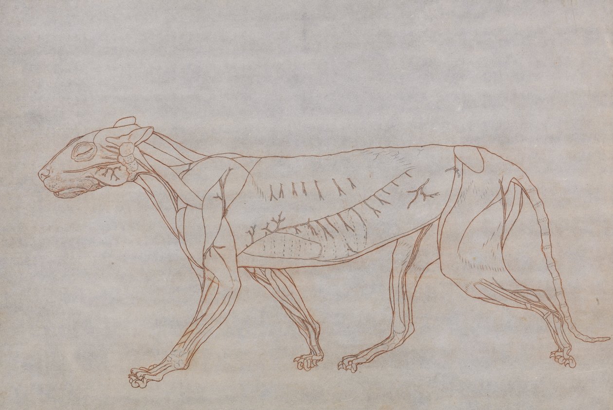 En sammenlignende anatomisk fremstilling af menneskekroppens struktur med tigerens og den almindelige hønsefugls: Tigerens krop, set fra siden af George Stubbs