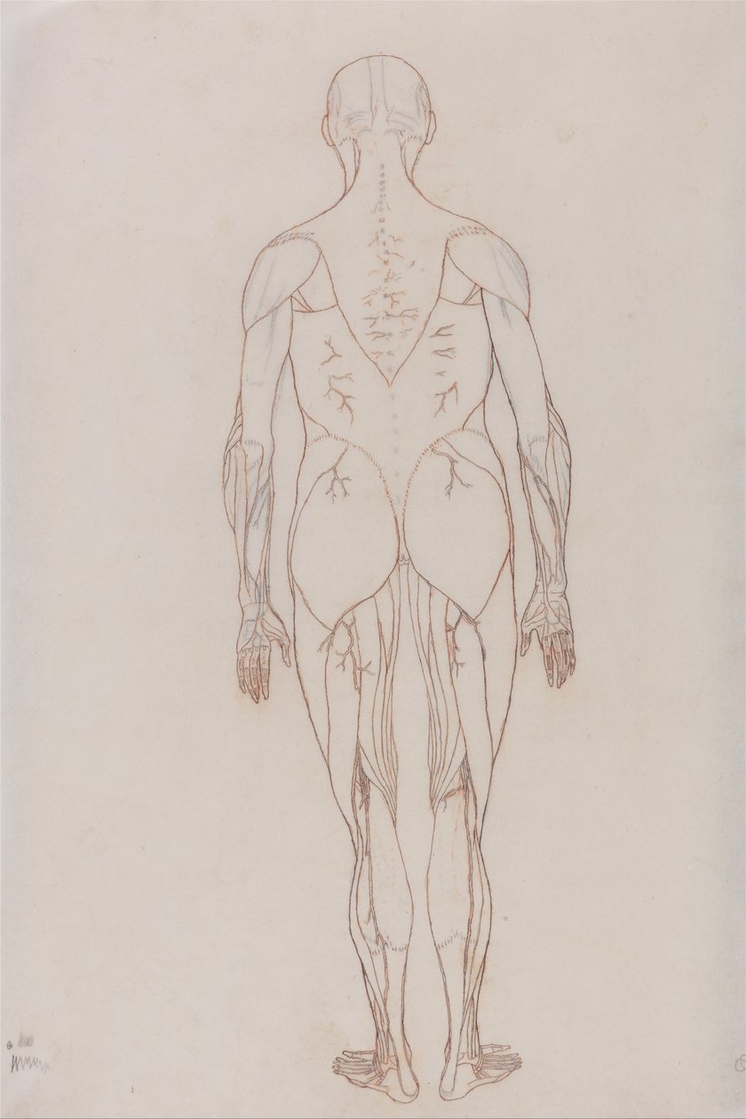 En sammenlignende anatomisk fremstilling af menneskekroppens struktur med en tiger og en almindelig høne: Menneskefigur, set bagfra (skitsetegning til nøglefigur til tabel XII) af George Stubbs