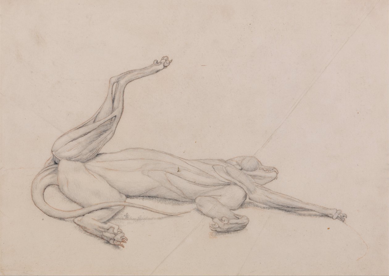 En sammenlignende anatomisk fremstilling af menneskekroppens opbygning med en tiger og en almindelig høne: Tiger, liggende, set ventralt af George Stubbs