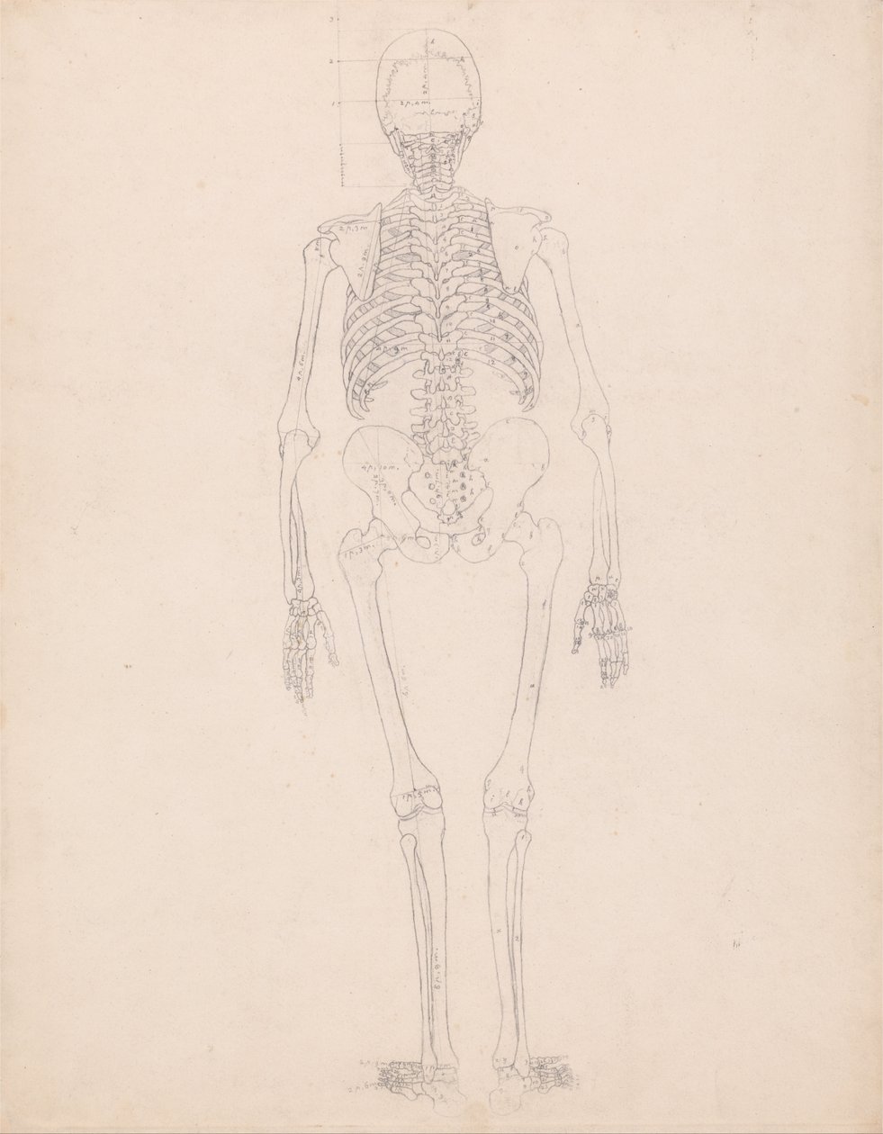 En sammenlignende anatomisk fremstilling af menneskekroppens struktur med tigerens og den almindelige hønsefugls: Menneskets skelet, set bagfra af George Stubbs