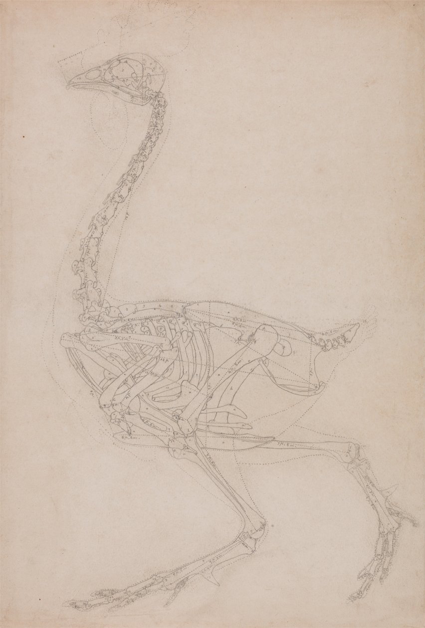 En sammenlignende anatomisk fremstilling af menneskekroppens struktur med en tiger og en almindelig hønsefugl: Fowl Skeleton, Lateral View (Sandsynligvis et grundlæggende studie af proportionerne i hønse-skelettet, som bruges til andre tegninger) af George Stubbs