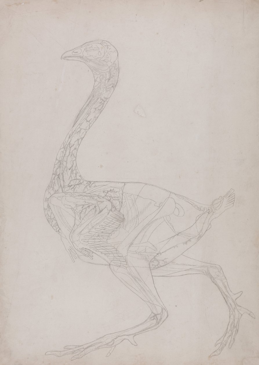 En sammenlignende anatomisk udstilling af menneskekroppens struktur med en tiger og en almindelig høne:  Hønsekrop, set fra siden (Skitsetegning, relateret til tabel XV) af George Stubbs