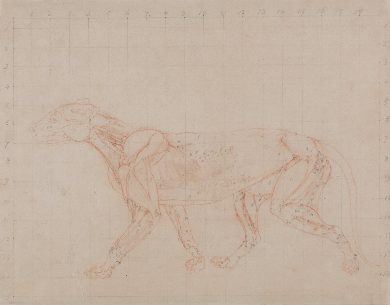 En sammenlignende anatomisk fremstilling af menneskekroppens struktur med en tiger og en almindelig høne:  Tigerkrop, set fra siden (studie af fjerde dissektionstrin, der viser de dybere muskler) af George Stubbs