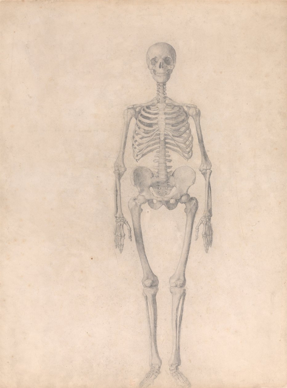 En sammenlignende anatomisk fremstilling af menneskekroppens struktur med tigerens og den almindelige hønsefugls: Menneskets skelet, set forfra (færdigt studie til tabel I) af George Stubbs