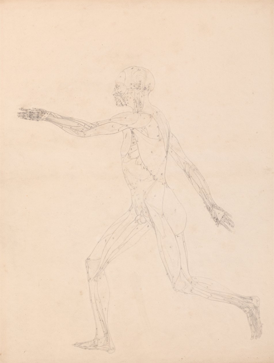 En sammenlignende anatomisk udstilling af menneskekroppens struktur med en tiger og en almindelig høne: Menneskefigur, set fra siden (For nøgletallet til tabel XIII) af George Stubbs