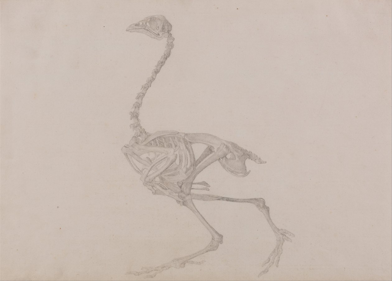 En sammenlignende anatomisk udstilling af menneskekroppens struktur med en tiger og en almindelig høne:  Dorking Hen Skeleton, Lateral View (færdigt studie til en upubliceret tabel) af George Stubbs