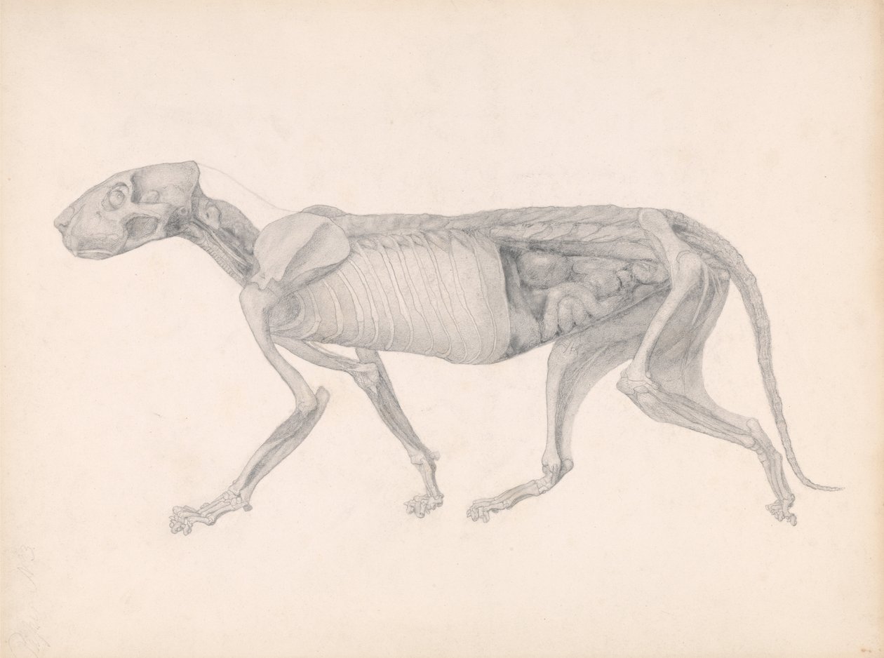 En sammenlignende anatomisk fremstilling af menneskekroppens struktur med en tiger og en almindelig høne: Tigerkrop, set fra siden (studie til en upubliceret tabel; viser et sent stadie i dissektionen) af George Stubbs