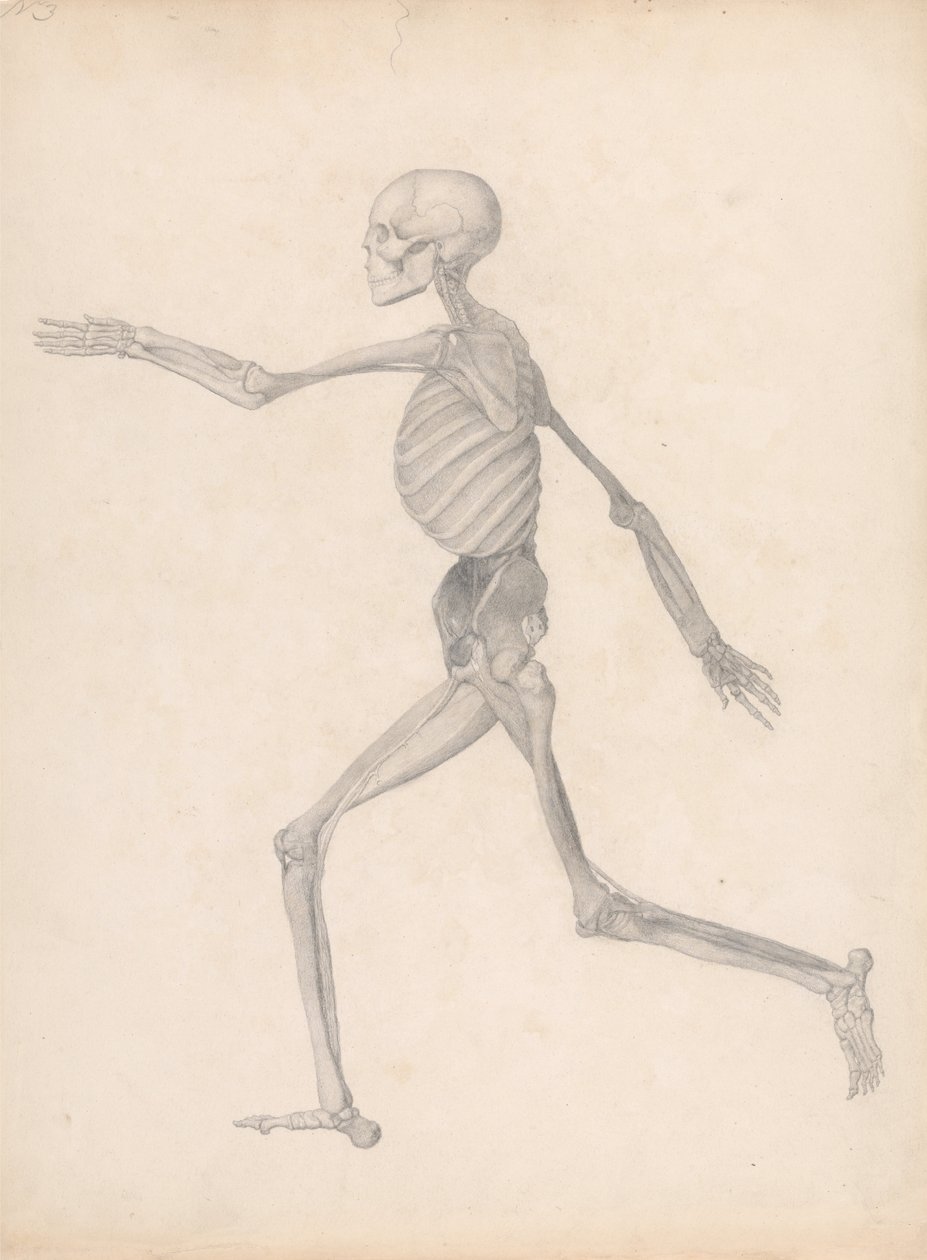 En sammenlignende anatomisk fremstilling af menneskekroppens struktur med en tiger og en almindelig høne: Human Figure, Lateral View (færdigt studie til en upubliceret tabel, der repræsenterer den sidste fase i dissektionen) af George Stubbs