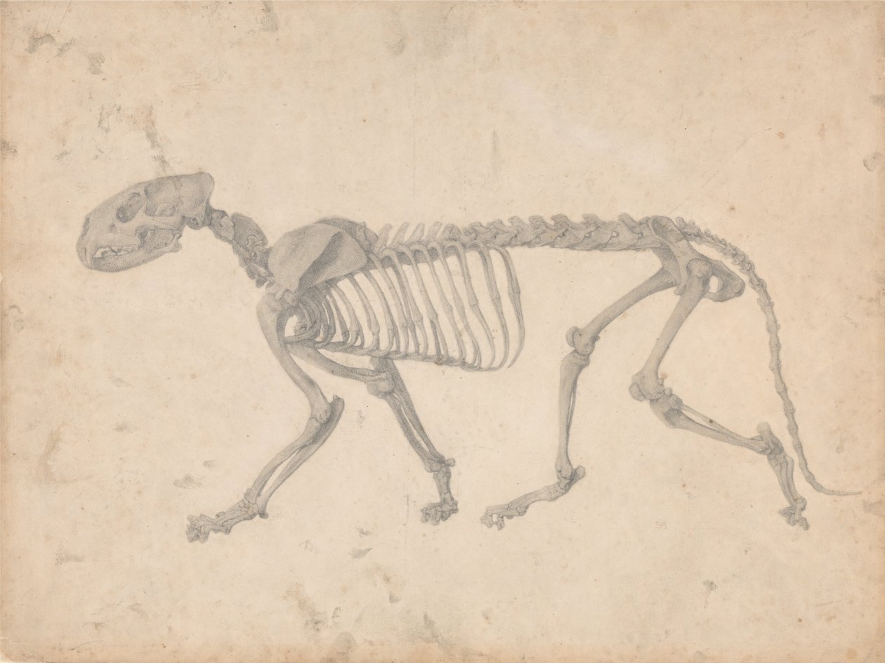 En sammenlignende anatomisk fremstilling af menneskekroppens struktur med en tiger og en almindelig høne: Tigerskelet, set fra siden (færdigt studie til tabel IV) af George Stubbs