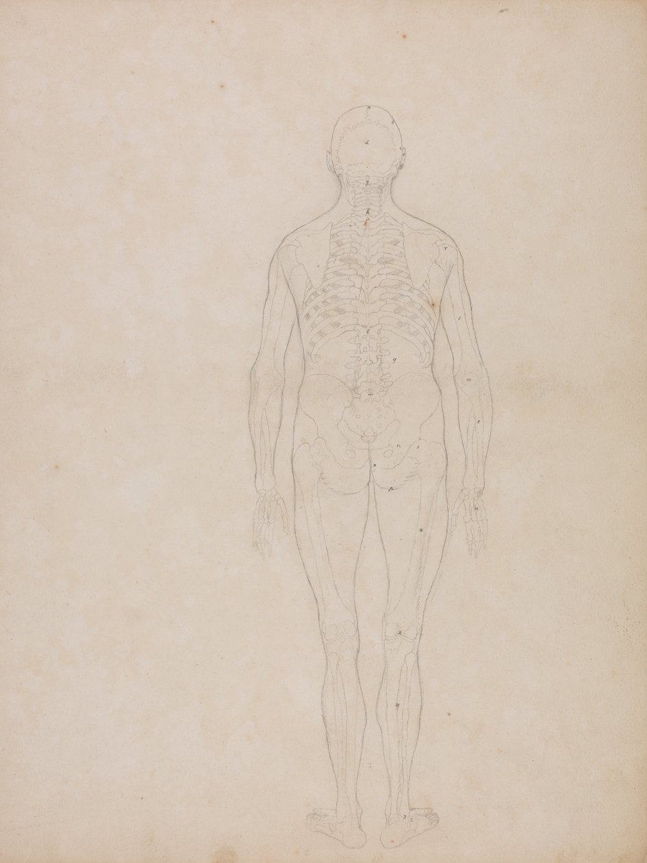 En sammenlignende anatomisk fremstilling af menneskekroppens struktur med tigerens og den almindelige hønsefugls: Menneskefigur, set bagfra af George Stubbs