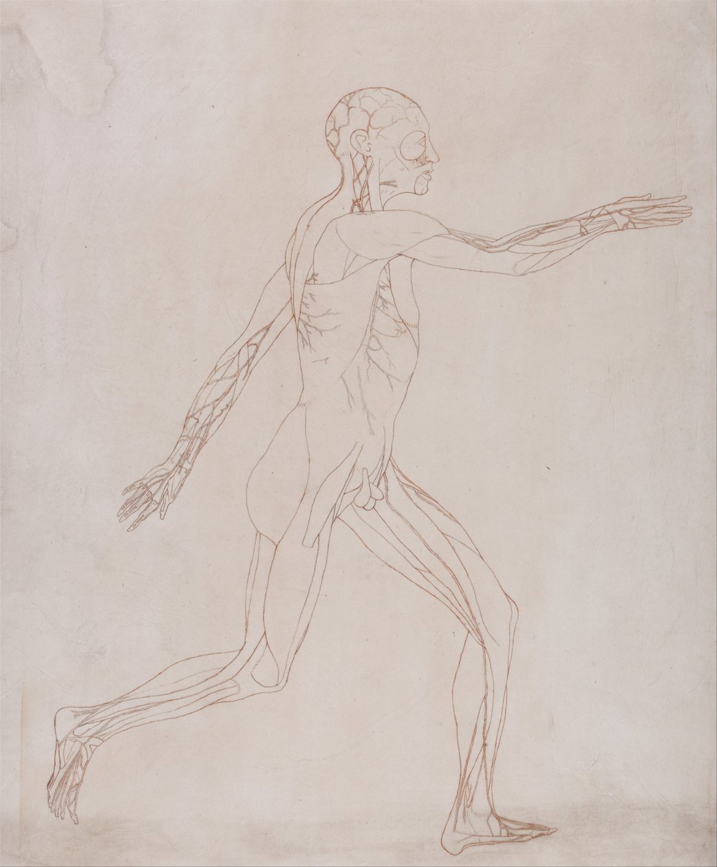 En sammenlignende anatomisk fremstilling af menneskekroppens struktur med en tiger og en almindelig høne: Human Figure, Lateral View (Forberedt til overførsel til pladen med nøglefiguren til tabel XIII) af George Stubbs
