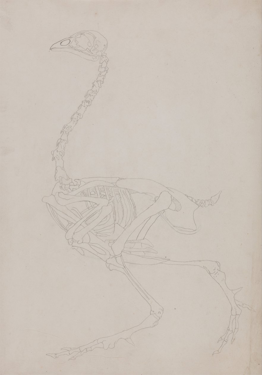 En sammenlignende anatomisk fremstilling af menneskekroppens struktur med en tiger og en almindelig hønsefugl:  Fugleskelet, set fra siden af George Stubbs