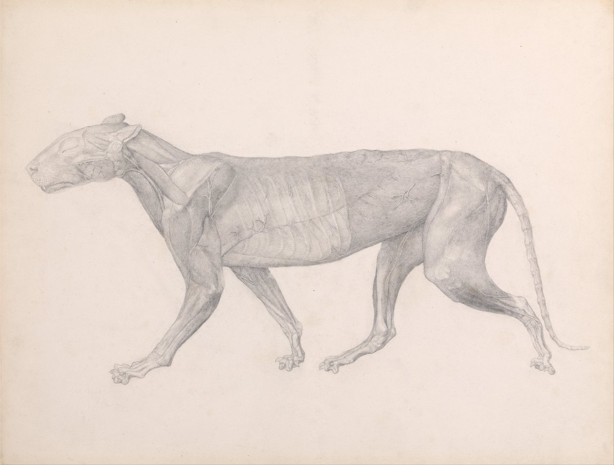 En sammenlignende anatomisk fremstilling af menneskekroppens opbygning med en tiger og en almindelig høne:  Tiger, set fra siden, med bindevævet over musklerne fjernet (færdigt studie til tabel XIV) af George Stubbs