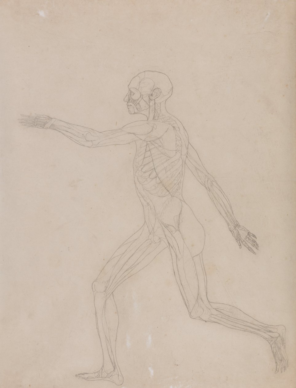 En sammenlignende anatomisk fremstilling af menneskekroppens struktur med tigerens og den almindelige hønsefugls: Menneskefigur, set fra siden af George Stubbs
