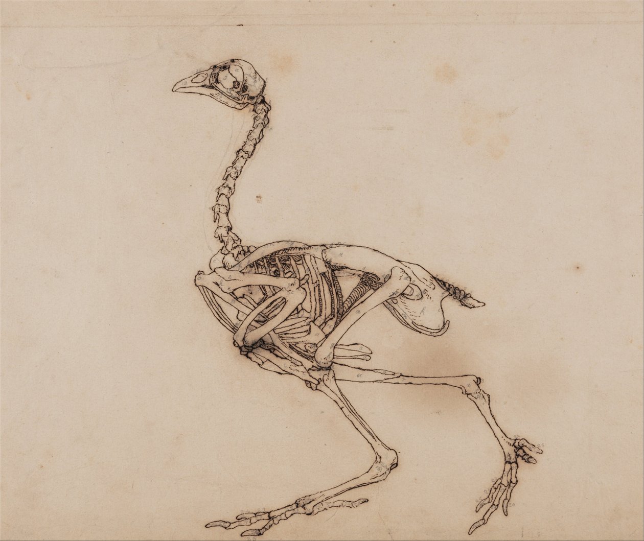 En sammenlignende anatomisk fremstilling af menneskekroppens opbygning med en tiger og en almindelig høne:  Dorking Hen Skeleton, Lateral View (Sandsynligvis udarbejdet til et upubliceret nøgletal) af George Stubbs