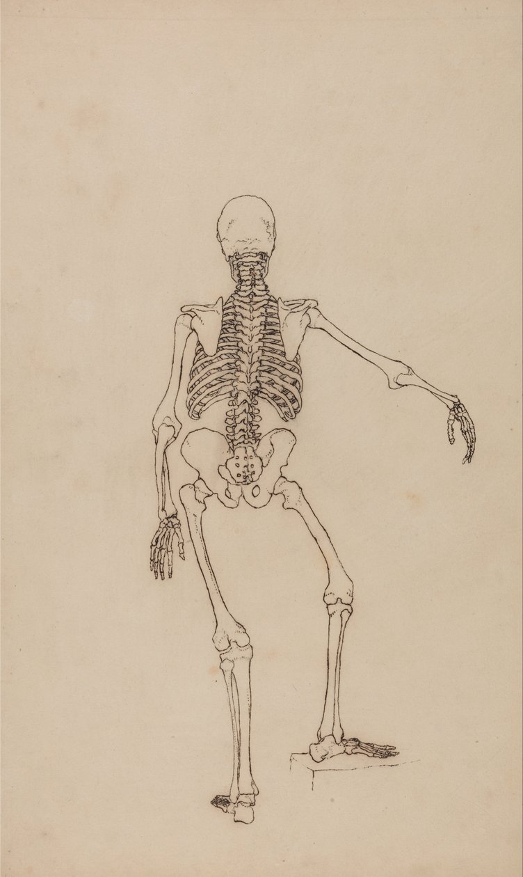 En sammenlignende anatomisk fremstilling af menneskekroppens struktur med tigerens og den almindelige hønsefugls: Menneskets skelet, set bagfra af George Stubbs