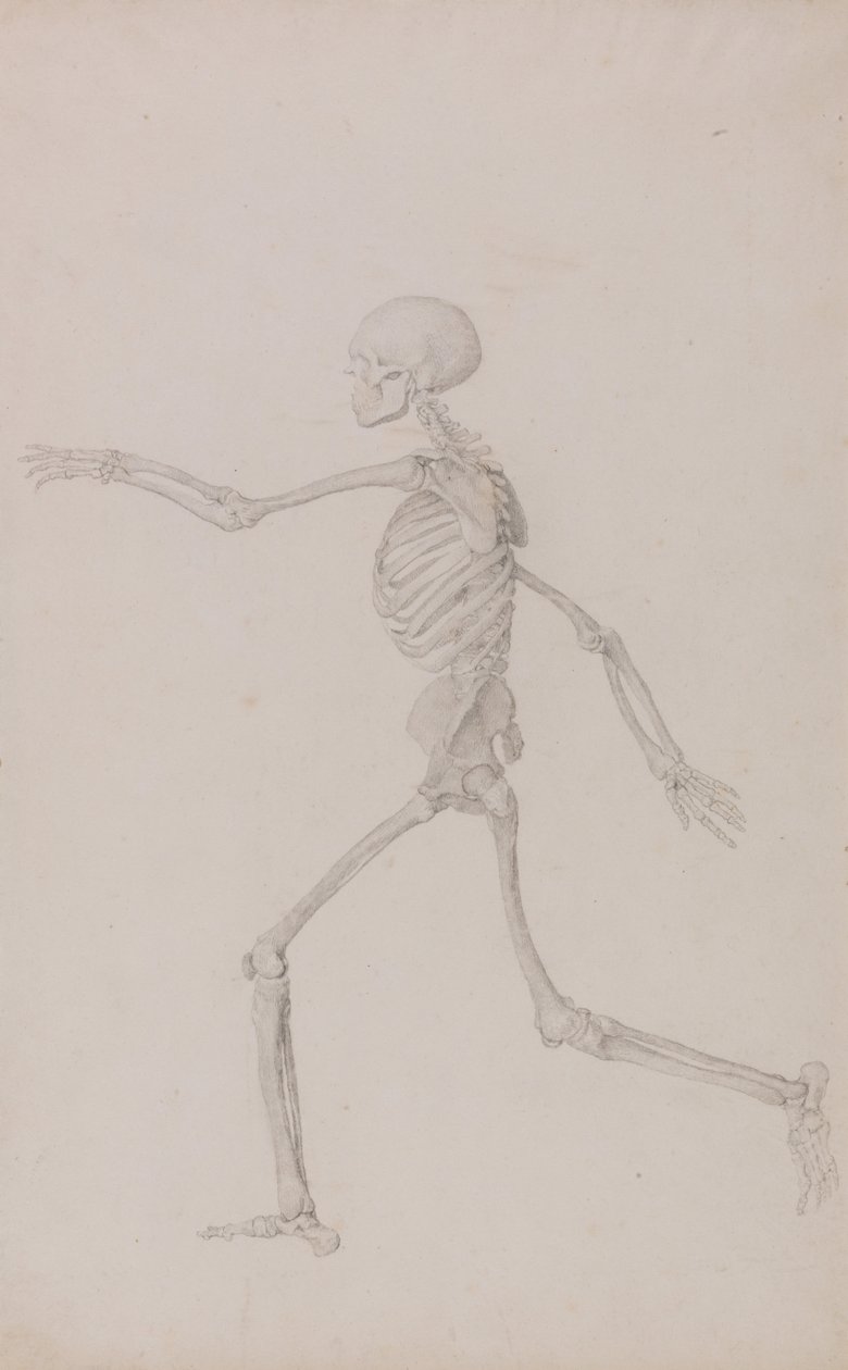 En sammenlignende anatomisk fremstilling af menneskekroppens struktur med en tiger og en almindelig høne: Menneskeligt skelet, set fra siden fra venstre, løbende (færdigt studie til tabel III) af George Stubbs