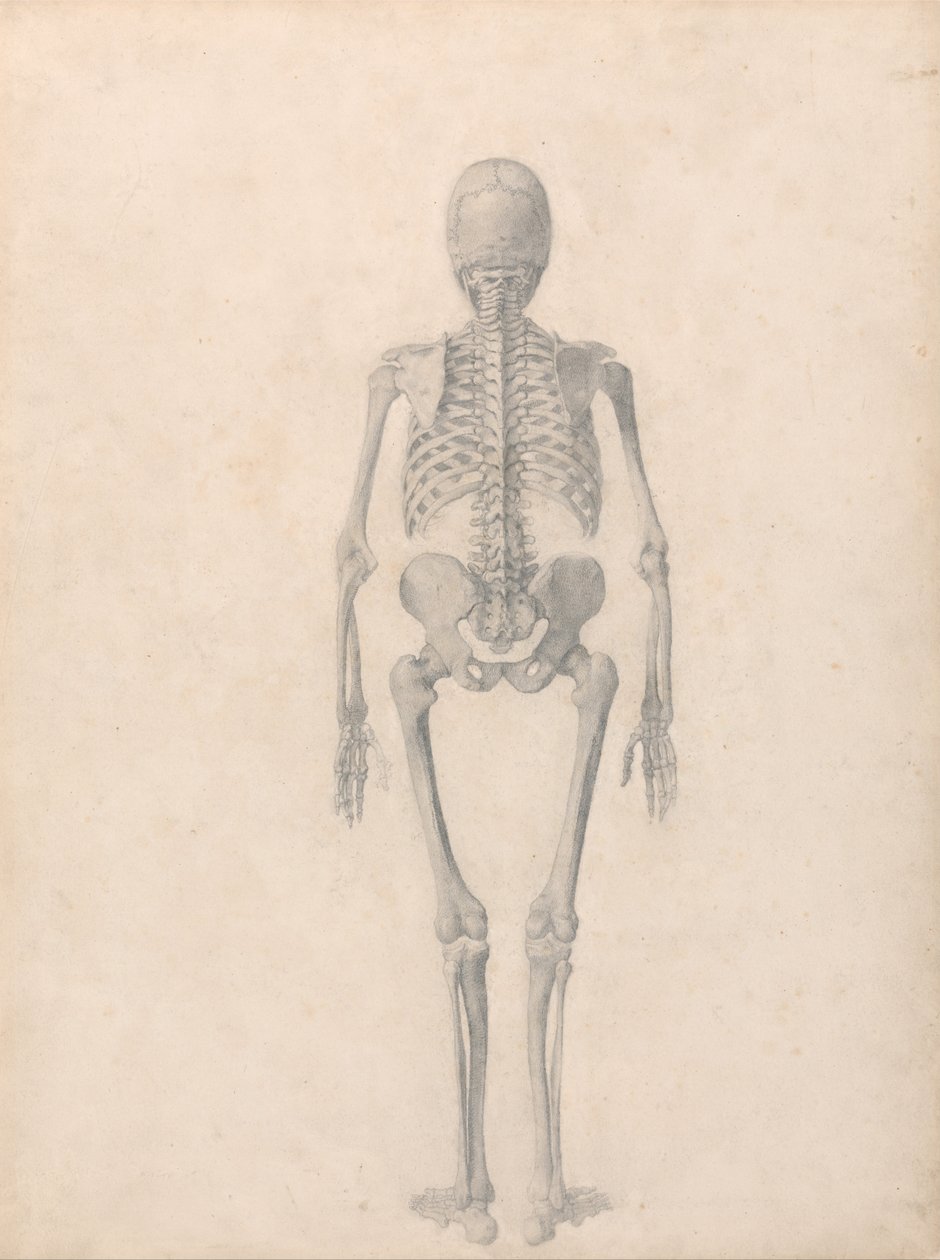 En sammenlignende anatomisk fremstilling af menneskekroppens struktur med en tiger og en almindelig høne: Menneskeligt skelet, set bagfra (færdigt studie til tabel II) af George Stubbs